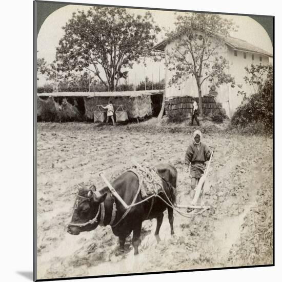Ploughing Flooded Ground for Rice Planting, North of the Main Road at Uji, Near Kyoto, Japan, 1904-Underwood & Underwood-Mounted Photographic Print