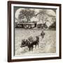 Ploughing Flooded Ground for Rice Planting, North of the Main Road at Uji, Near Kyoto, Japan, 1904-Underwood & Underwood-Framed Photographic Print