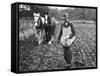 Ploughing in the Seed after Hand Sowing on a Farm in Ireland-null-Framed Stretched Canvas
