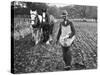 Ploughing in the Seed after Hand Sowing on a Farm in Ireland-null-Stretched Canvas