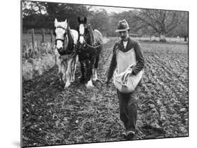 Ploughing in the Seed after Hand Sowing on a Farm in Ireland-null-Mounted Photographic Print