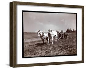 Ploughing on the Property of Alton Brooks Parker, Esopus Creek, New York, 1904-Byron Company-Framed Giclee Print