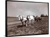 Ploughing on the Property of Alton Brooks Parker, Esopus Creek, New York, 1904-Byron Company-Stretched Canvas