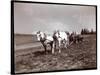 Ploughing on the Property of Alton Brooks Parker, Esopus Creek, New York, 1904-Byron Company-Stretched Canvas