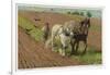 Ploughing with a Pair of Horses-H. Wheelwright-Framed Art Print