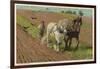 Ploughing with a Pair of Horses-H. Wheelwright-Framed Art Print