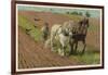 Ploughing with a Pair of Horses-H. Wheelwright-Framed Art Print