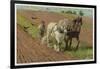 Ploughing with a Pair of Horses-H. Wheelwright-Framed Art Print