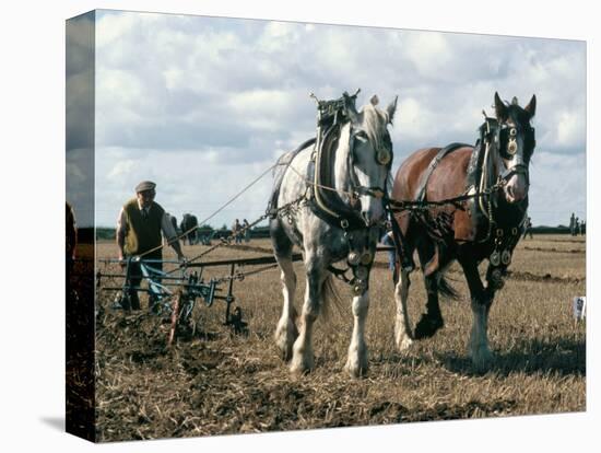 Ploughing with Shire Horses, Derbyshire, England, United Kingdom-Michael Short-Stretched Canvas