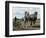 Ploughing with Shire Horses, Derbyshire, England, United Kingdom-Michael Short-Framed Photographic Print