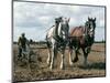 Ploughing with Shire Horses, Derbyshire, England, United Kingdom-Michael Short-Mounted Photographic Print