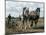 Ploughing with Shire Horses, Derbyshire, England, United Kingdom-Michael Short-Mounted Photographic Print