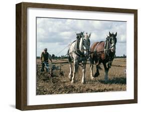 Ploughing with Shire Horses, Derbyshire, England, United Kingdom-Michael Short-Framed Photographic Print
