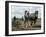 Ploughing with Shire Horses, Derbyshire, England, United Kingdom-Michael Short-Framed Photographic Print