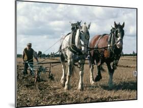 Ploughing with Shire Horses, Derbyshire, England, United Kingdom-Michael Short-Mounted Photographic Print