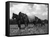 Ploughman's Lunch-null-Framed Stretched Canvas