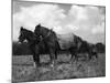 Ploughman's Lunch-null-Mounted Photographic Print