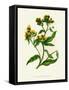 'Ploughman's Spikenard', c1891, (1891)-Anne Pratt-Framed Stretched Canvas