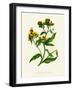 'Ploughman's Spikenard', c1891, (1891)-Anne Pratt-Framed Giclee Print