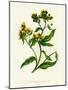 'Ploughman's Spikenard', c1891, (1891)-Anne Pratt-Mounted Giclee Print