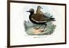 Plover, 1863-79-Raimundo Petraroja-Framed Giclee Print