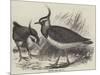 Plovers-null-Mounted Giclee Print