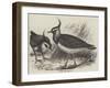 Plovers-null-Framed Giclee Print