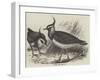 Plovers-null-Framed Giclee Print