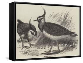 Plovers-null-Framed Stretched Canvas