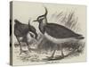 Plovers-null-Stretched Canvas