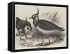 Plovers-null-Framed Stretched Canvas