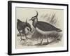 Plovers-null-Framed Giclee Print