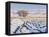 Plowed Field and Willows in Winter, Bear River Range, Cache Valley, Great Basin, Utah, USA-Scott T. Smith-Framed Stretched Canvas