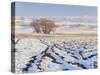 Plowed Field and Willows in Winter, Bear River Range, Cache Valley, Great Basin, Utah, USA-Scott T. Smith-Stretched Canvas