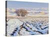 Plowed Field and Willows in Winter, Bear River Range, Cache Valley, Great Basin, Utah, USA-Scott T. Smith-Stretched Canvas