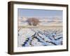 Plowed Field and Willows in Winter, Bear River Range, Cache Valley, Great Basin, Utah, USA-Scott T. Smith-Framed Photographic Print