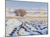 Plowed Field and Willows in Winter, Bear River Range, Cache Valley, Great Basin, Utah, USA-Scott T. Smith-Mounted Photographic Print