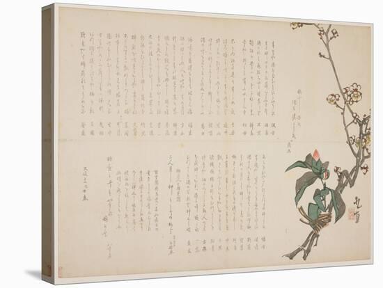 Plum and Camellia Branches, 1829-Nagayama K?choku-Stretched Canvas