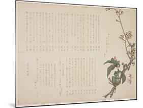 Plum and Camellia Branches, 1829-Nagayama K?choku-Mounted Giclee Print