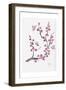 Plum Blossom with Butterflies-Beverly Dyer-Framed Art Print