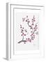 Plum Blossom with Butterflies-Beverly Dyer-Framed Art Print