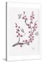 Plum Blossom with Butterflies-Beverly Dyer-Stretched Canvas