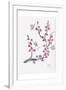 Plum Blossom with Butterflies-Beverly Dyer-Framed Art Print