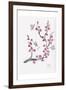 Plum Blossom with Butterflies-Beverly Dyer-Framed Art Print