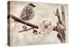 Plum Blossom-Mindy Sommers-Stretched Canvas