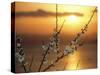 Plum Blossoms at Sunset, Ehime, Shikoku, Japan-null-Stretched Canvas