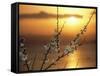 Plum Blossoms at Sunset, Ehime, Shikoku, Japan-null-Framed Stretched Canvas