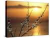 Plum Blossoms at Sunset, Ehime, Shikoku, Japan-null-Stretched Canvas