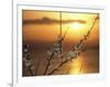 Plum Blossoms at Sunset, Ehime, Shikoku, Japan-null-Framed Photographic Print