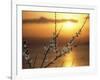 Plum Blossoms at Sunset, Ehime, Shikoku, Japan-null-Framed Photographic Print